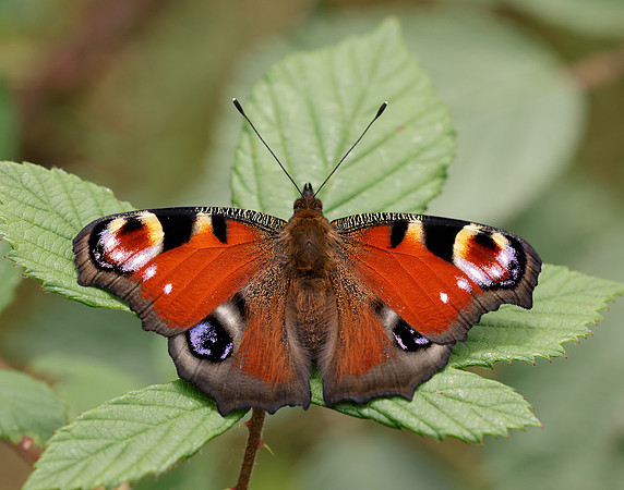 Peacock Inachis io