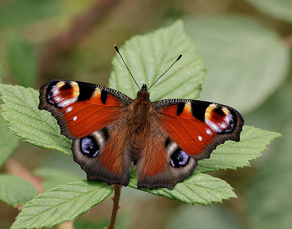Peacock Inachis io