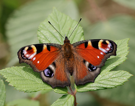 Peacock Inachis io