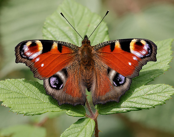 Peacock Inachis io