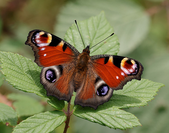 Peacock Inachis io