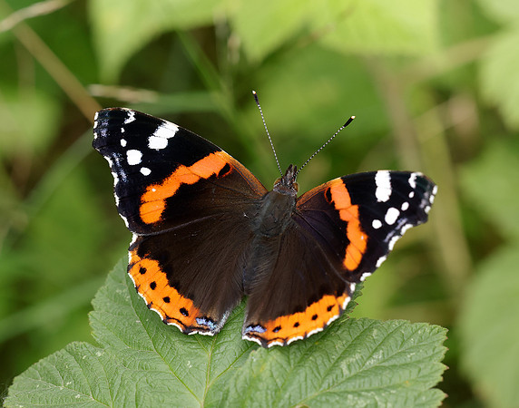 Red Admiral Vanessa atalanta