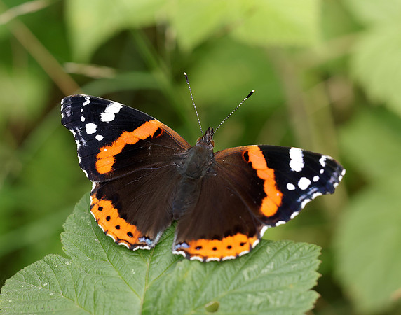 Red Admiral Vanessa atalanta