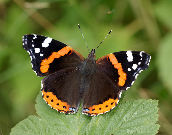 Red Admiral Vanessa atalanta