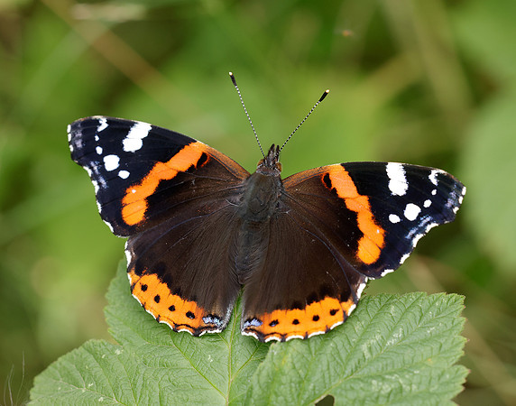 Red Admiral Vanessa atalanta