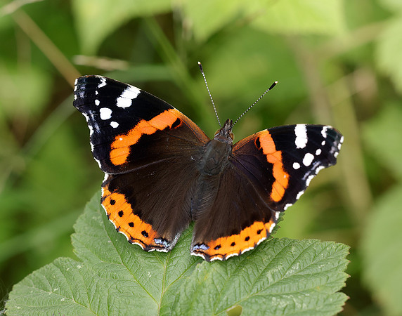 Red Admiral Vanessa atalanta