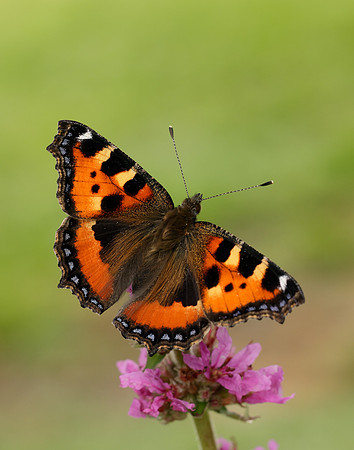 Small Tortoiseshell Aglais urticae