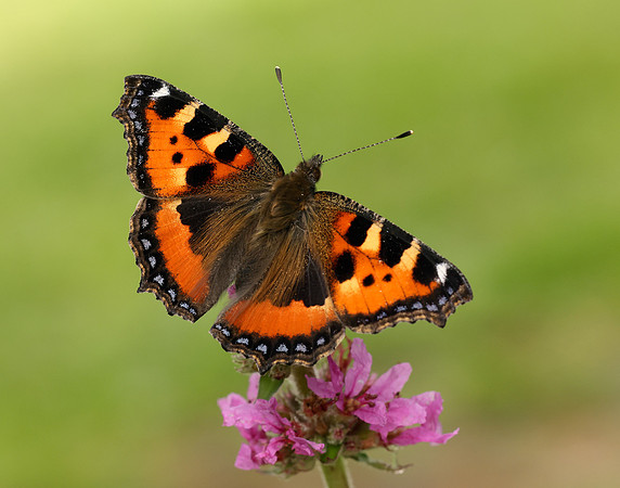 Small Tortoiseshell Aglais urticae