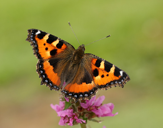 Small Tortoiseshell Aglais urticae