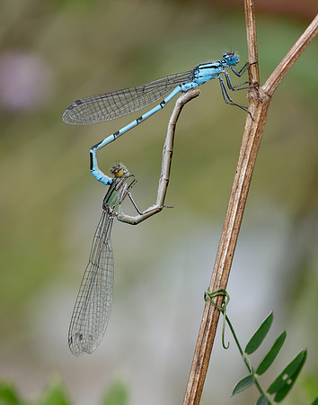 Common Blue Damsefly Enallagma cyathigerum