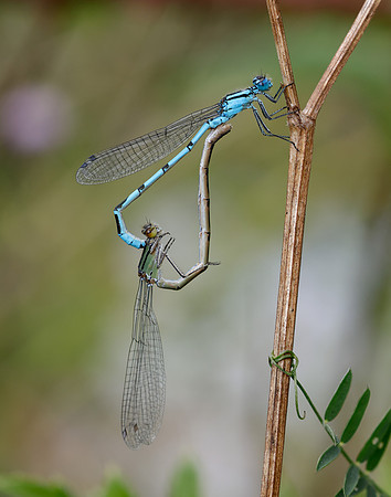 Common Blue Damsefly Enallagma cyathigerum