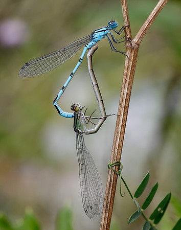Common Blue Damsefly Enallagma cyathigerum