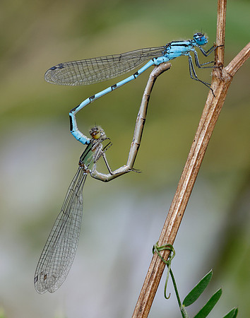 Common Blue Damsefly Enallagma cyathigerum