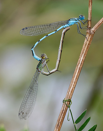 Common Blue Damsefly Enallagma cyathigerum