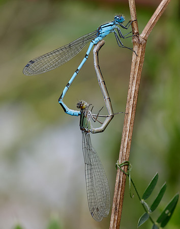 Common Blue Damsefly Enallagma cyathigerum