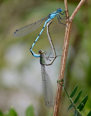 Common Blue Damsefly Enallagma cyathigerum