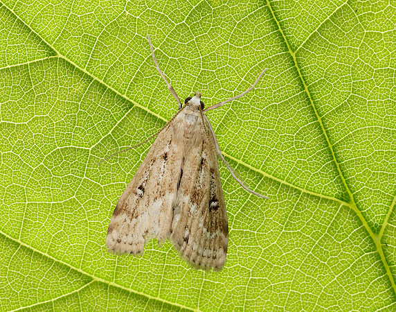 63.116 BF1354 Small China-mark Cataclysta lemnata