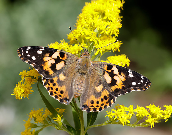 Painted Lady Vanessa cardui