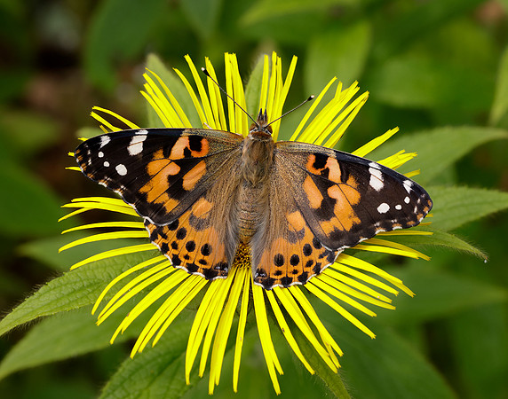 Painted Lady Vanessa cardui