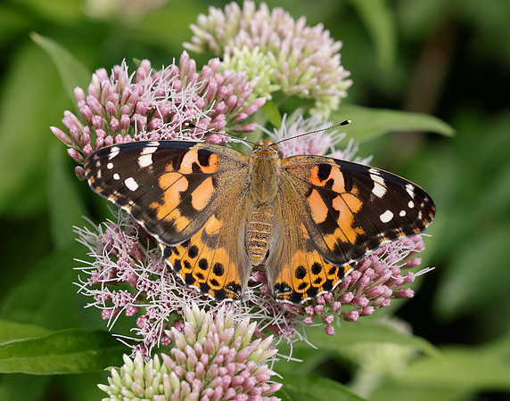 Painted Lady Vanessa cardui