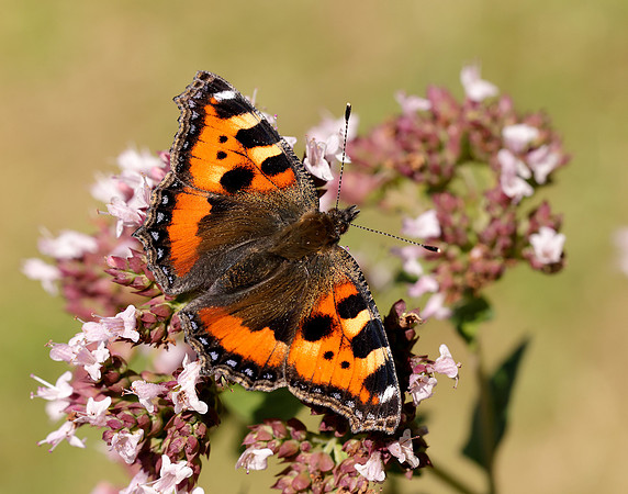 Small Tortoiseshell Aglais urticae