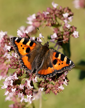 Small Tortoiseshell Aglais urticae