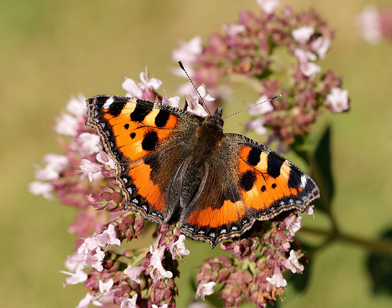 Small Tortoiseshell Aglais urticae