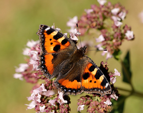 Small Tortoiseshell Aglais urticae