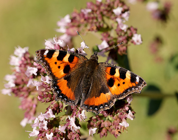 Small Tortoiseshell Aglais urticae