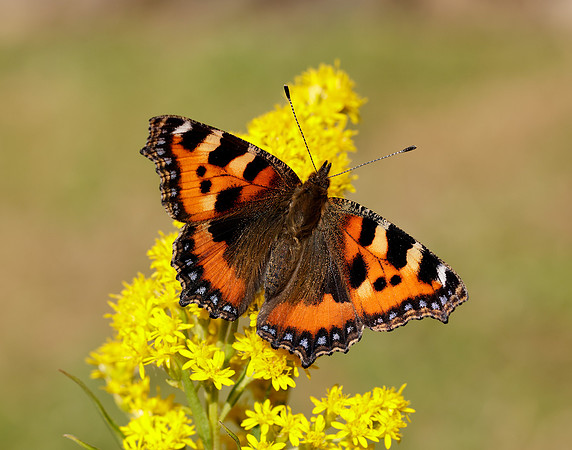 Small Tortoiseshell Aglais urticae