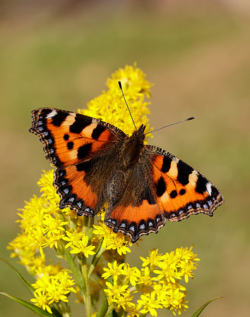 Small Tortoiseshell Aglais urticae