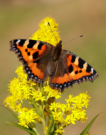Small Tortoiseshell Aglais urticae