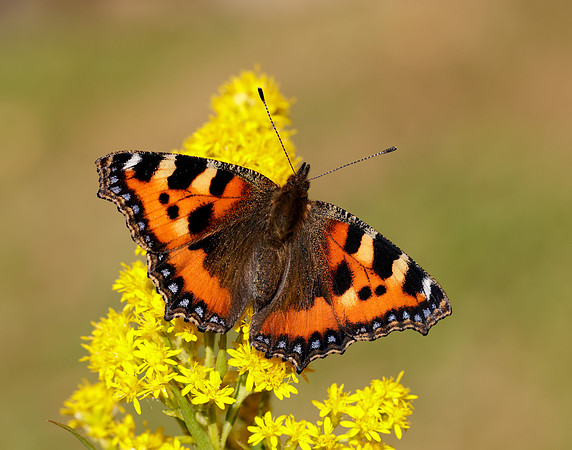 Small Tortoiseshell Aglais urticae