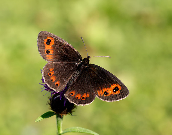 Scotch Argus Erebia aethiops