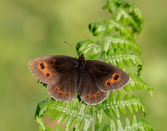 Scotch Argus Erebia aethiops