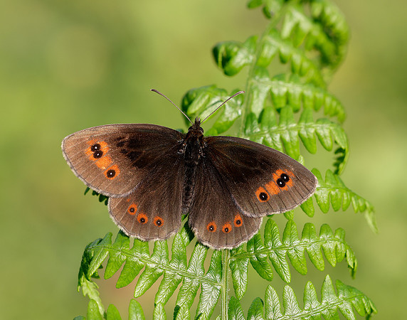 Scotch Argus Erebia aethiops