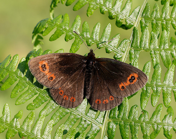 Scotch Argus Erebia aethiops