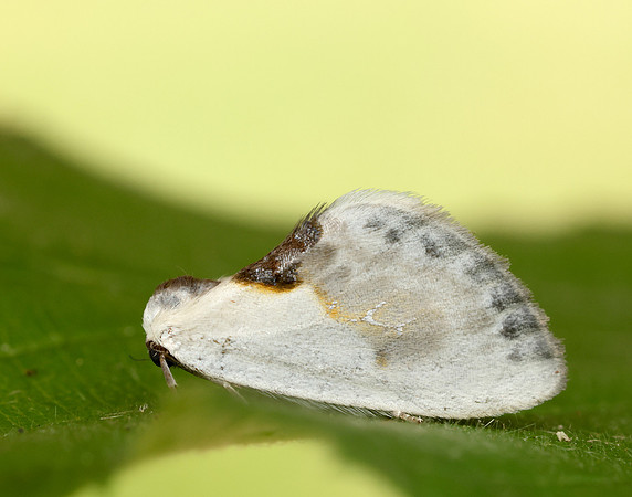 65.007 BF1651 Chinese Character Cilix glaucata