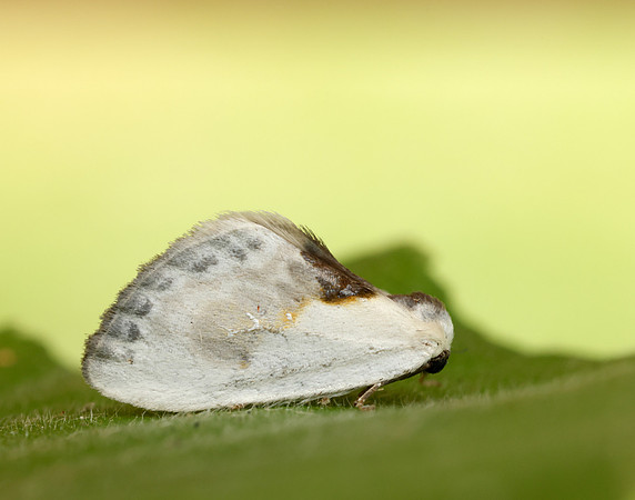 65.007 BF1651 Chinese Character Cilix glaucata