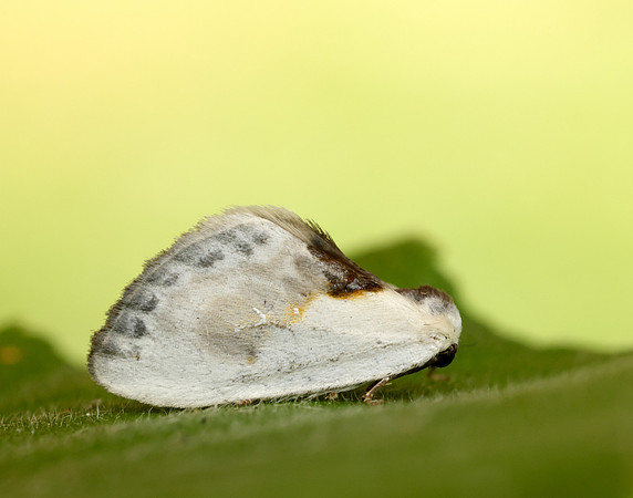 65.007 BF1651 Chinese Character Cilix glaucata