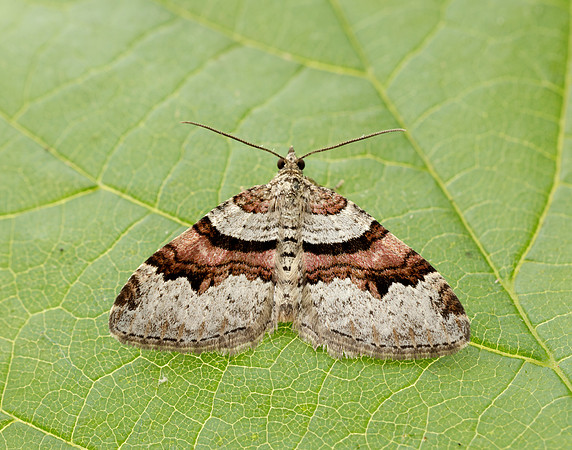 0.053 BF1722 Flame Carpet Xanthorhoe designata