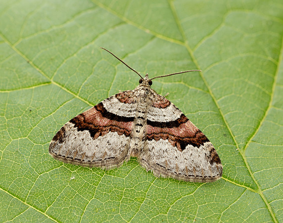 0.053 BF1722 Flame Carpet Xanthorhoe designata