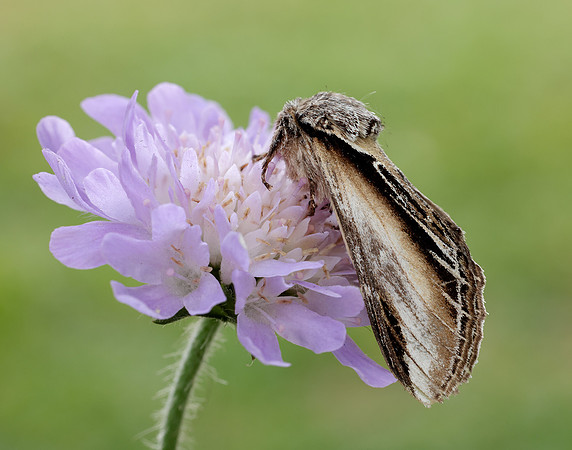 71.017 BF2007 Swallow Prominent Pheosia tremula