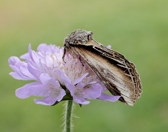 71.017 BF2007 Swallow Prominent Pheosia tremula