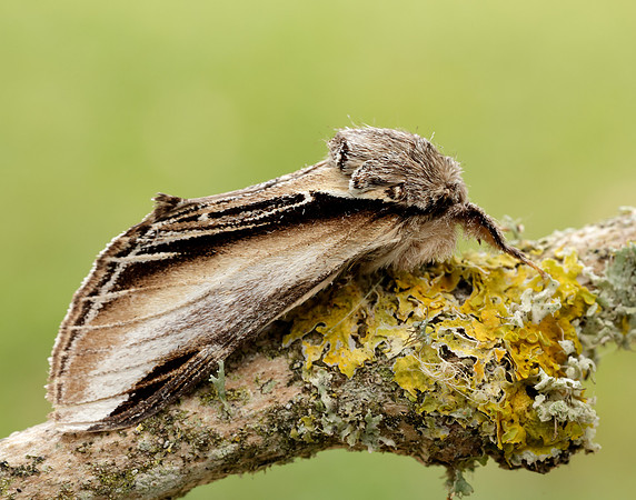 71.017 BF2007 Swallow Prominent Pheosia tremula