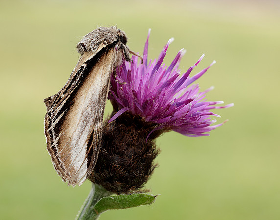 71.017 BF2007 Swallow Prominent Pheosia tremula