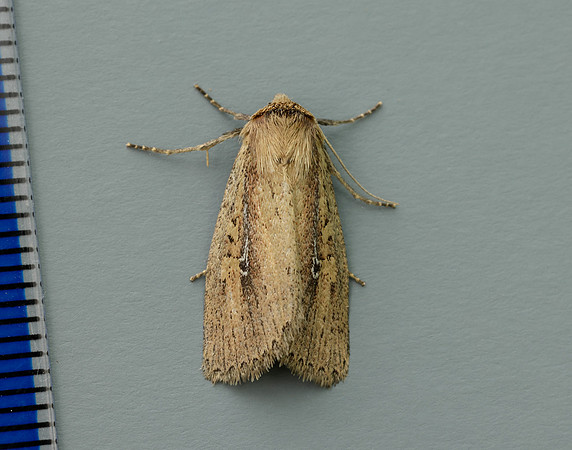 73.141 BF2371 Brown-veined Wainscot Archanara dissoluta