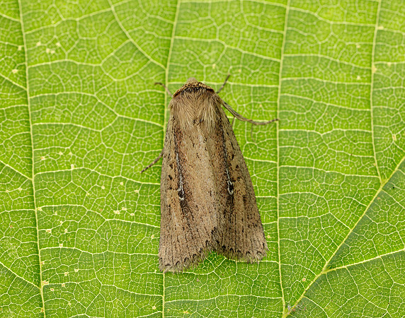 73.141 BF2371 Brown-veined Wainscot Archanara dissoluta