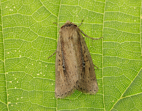 73.141 BF2371 Brown-veined Wainscot Archanara dissoluta