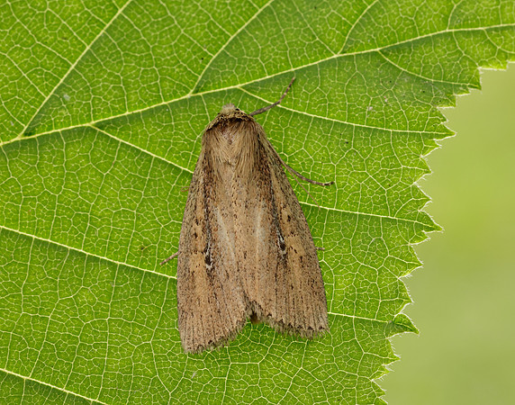 73.141 BF2371 Brown-veined Wainscot Archanara dissoluta